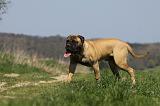 BULLMASTIFF 410